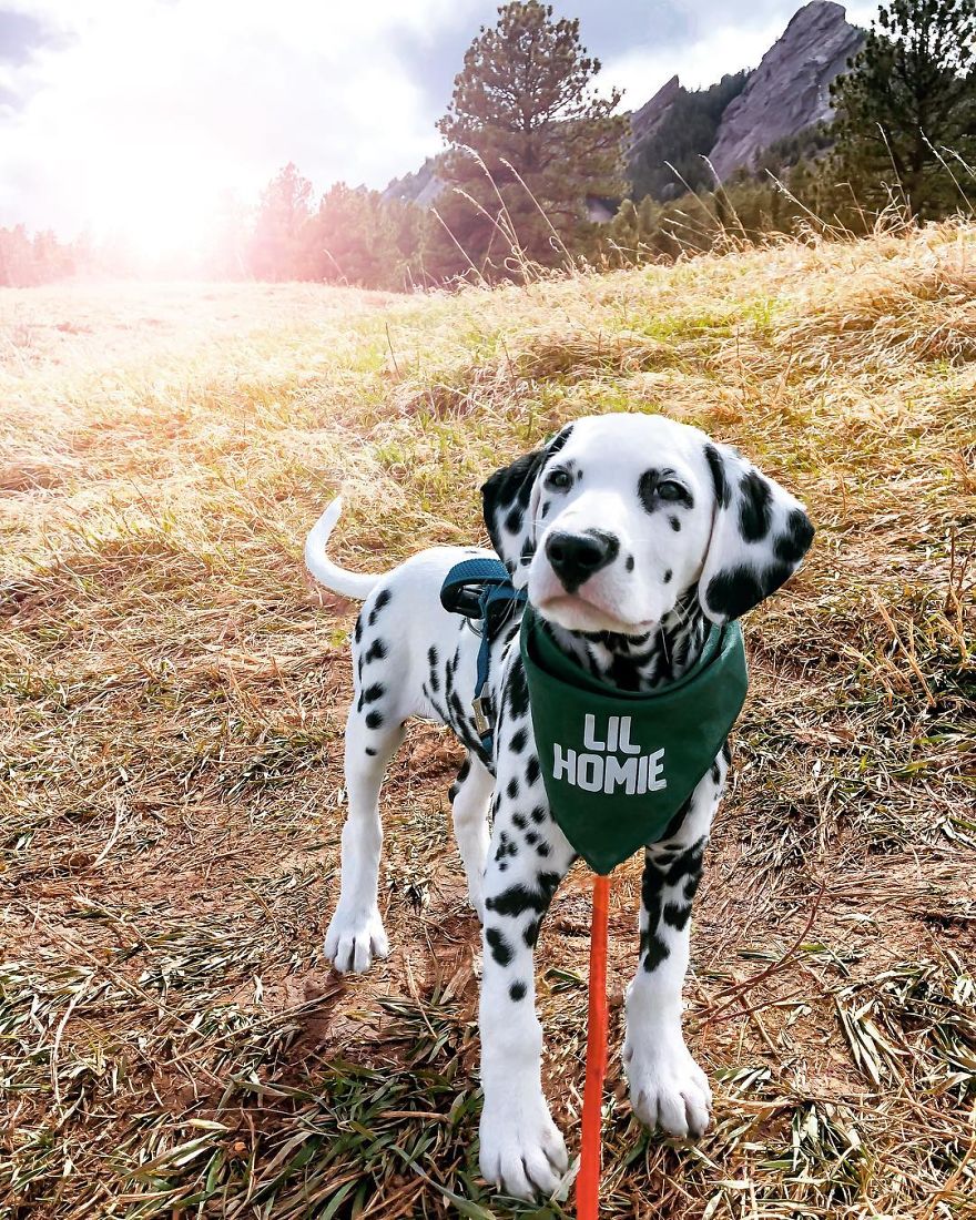 This Adorable Puppy Is Stealing Everyone’s Hearts, And It’s Obvious Why This Adorable Puppy Is Stealing Everyone’s Hearts, And It’s Obvious Why