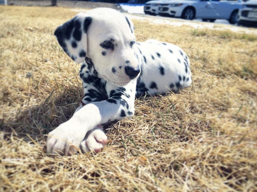This Adorable Puppy Is Stealing Everyone’s Hearts, And It’s Obvious Why This Adorable Puppy Is Stealing Everyone’s Hearts, And It’s Obvious Why