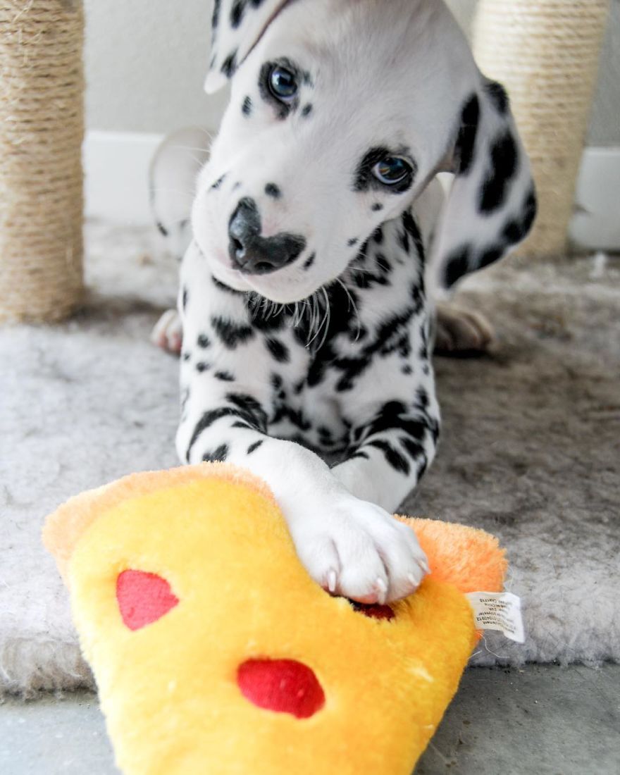 This Adorable Puppy Is Stealing Everyone’s Hearts, And It’s Obvious Why This Adorable Puppy Is Stealing Everyone’s Hearts, And It’s Obvious Why