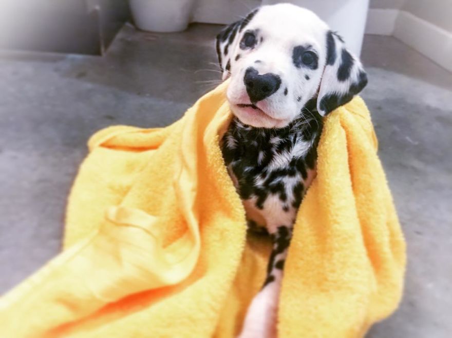 This Adorable Puppy Is Stealing Everyone’s Hearts, And It’s Obvious Why This Adorable Puppy Is Stealing Everyone’s Hearts, And It’s Obvious Why