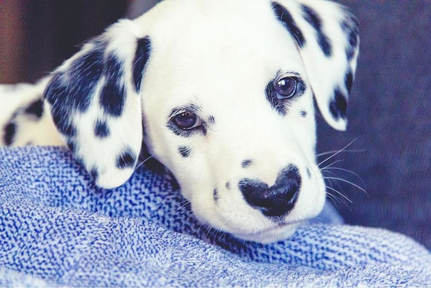 This Adorable Puppy Is Stealing Everyone’s Hearts, And It’s Obvious Why This Adorable Puppy Is Stealing Everyone’s Hearts, And It’s Obvious Why