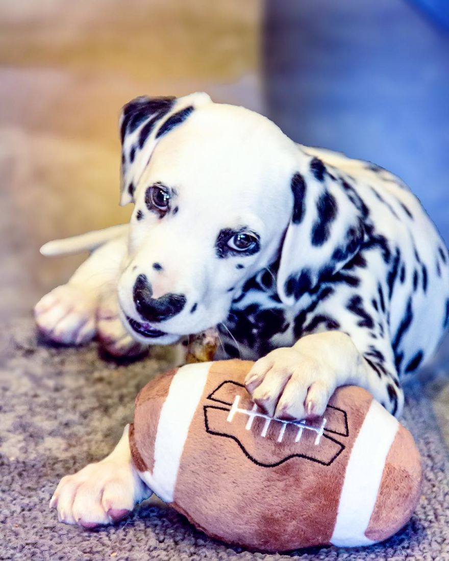 This Adorable Puppy Is Stealing Everyone’s Hearts, And It’s Obvious Why This Adorable Puppy Is Stealing Everyone’s Hearts, And It’s Obvious Why