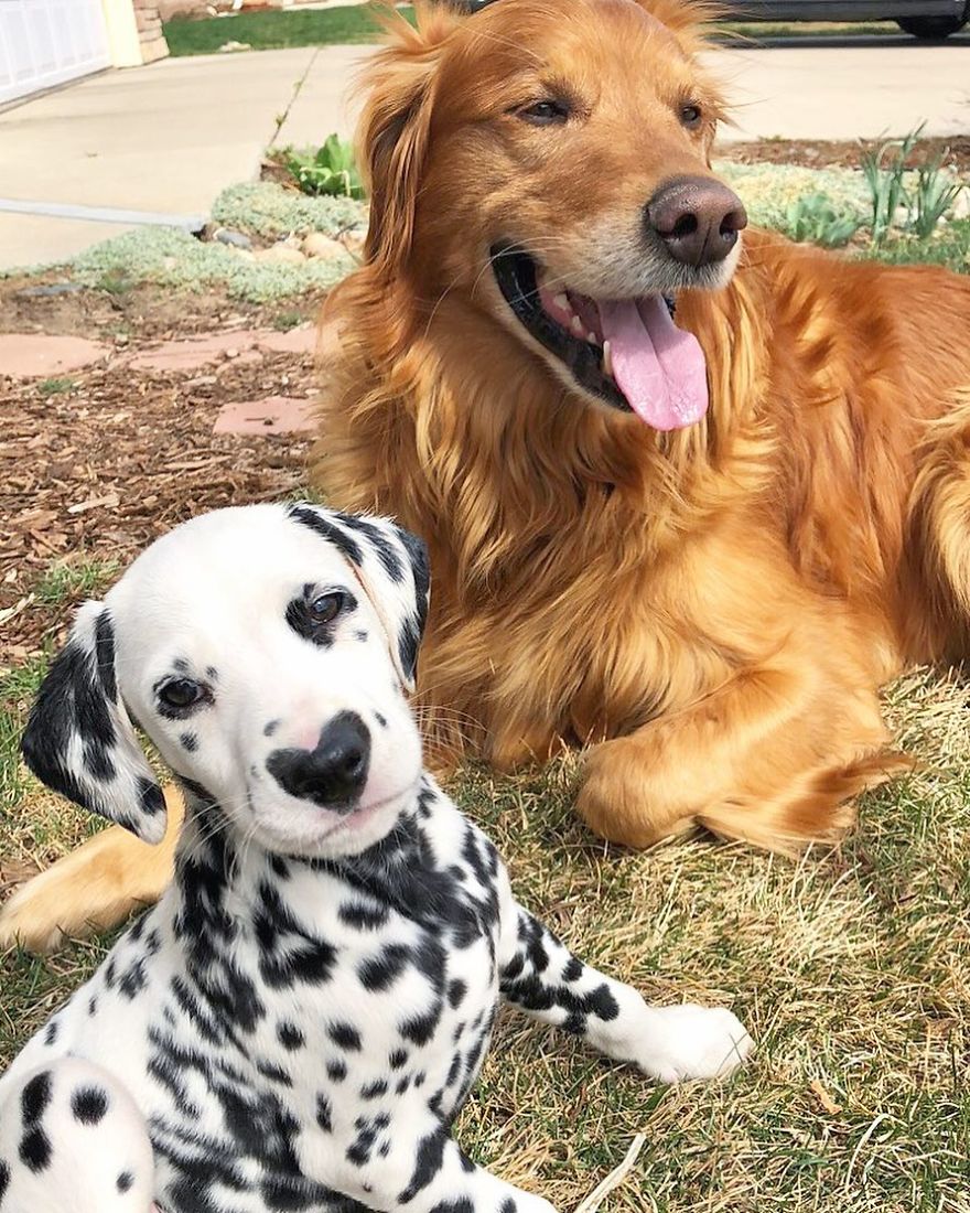 This Adorable Puppy Is Stealing Everyone’s Hearts, And It’s Obvious Why This Adorable Puppy Is Stealing Everyone’s Hearts, And It’s Obvious Why