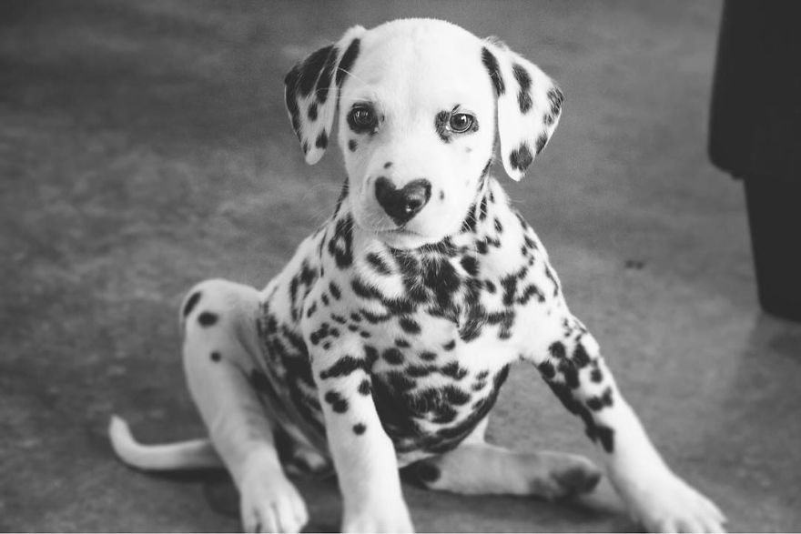 This Adorable Puppy Is Stealing Everyone’s Hearts, And It’s Obvious Why This Adorable Puppy Is Stealing Everyone’s Hearts, And It’s Obvious Why