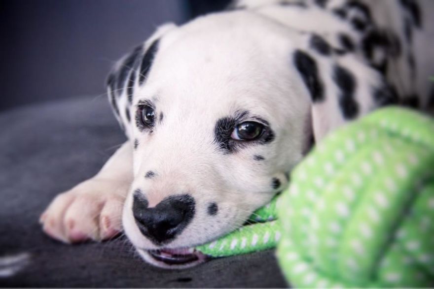 This Adorable Puppy Is Stealing Everyone’s Hearts, And It’s Obvious Why This Adorable Puppy Is Stealing Everyone’s Hearts, And It’s Obvious Why