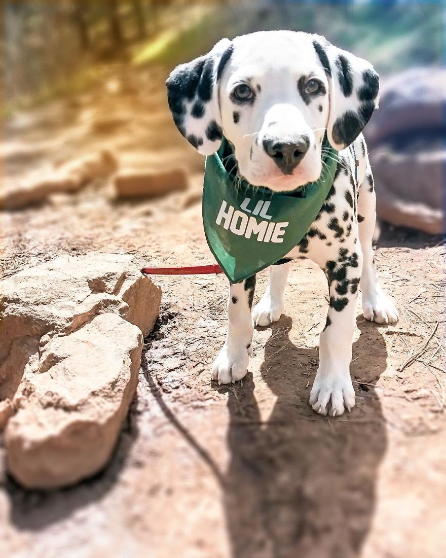 This Adorable Puppy Is Stealing Everyone’s Hearts, And It’s Obvious Why This Adorable Puppy Is Stealing Everyone’s Hearts, And It’s Obvious Why