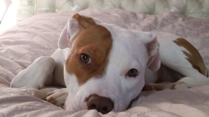 After Being Abandoned 5 Times, This Deaf Pup Finds His Home And Learns Sign Language After Being Abandoned 5 Times, This Deaf Pup Finds His Home And Learns Sign Language