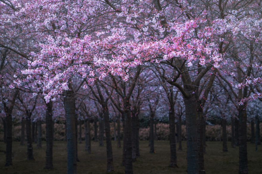 I Photographed The Cherry Blossoms… In Amsterdam! I Photographed The Cherry Blossoms… In Amsterdam!