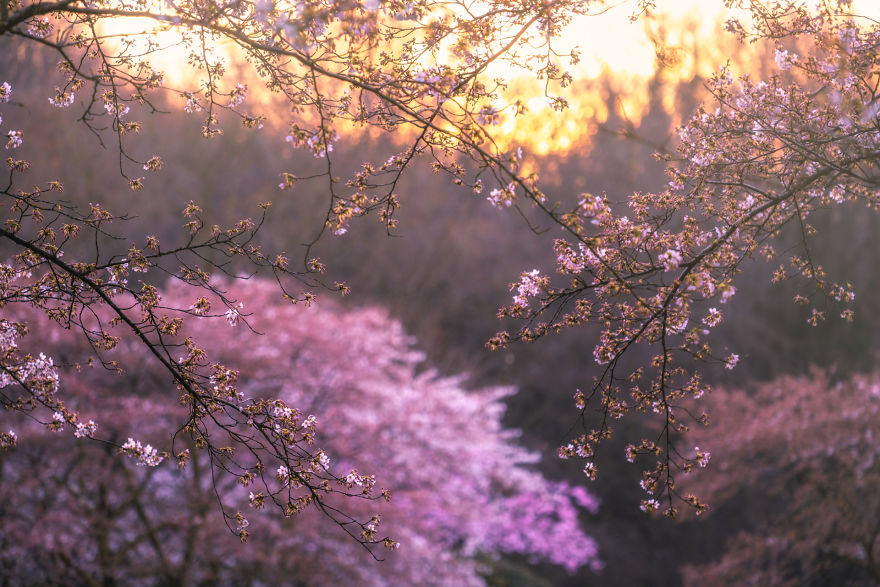 I Photographed The Cherry Blossoms… In Amsterdam! I Photographed The Cherry Blossoms… In Amsterdam!