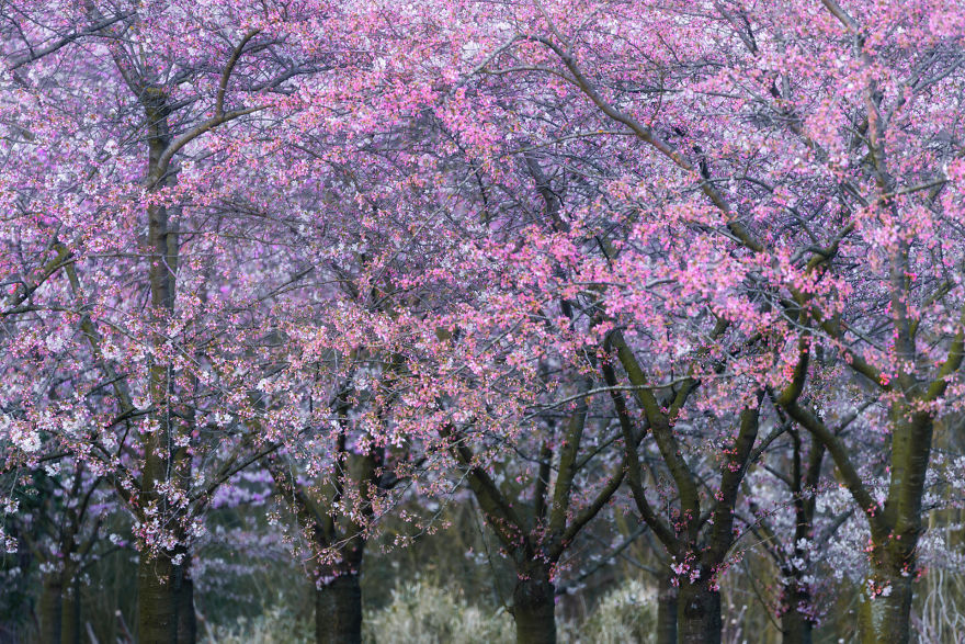 I Photographed The Cherry Blossoms… In Amsterdam! I Photographed The Cherry Blossoms… In Amsterdam!