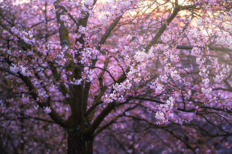 I Photographed The Cherry Blossoms… In Amsterdam! I Photographed The Cherry Blossoms… In Amsterdam!