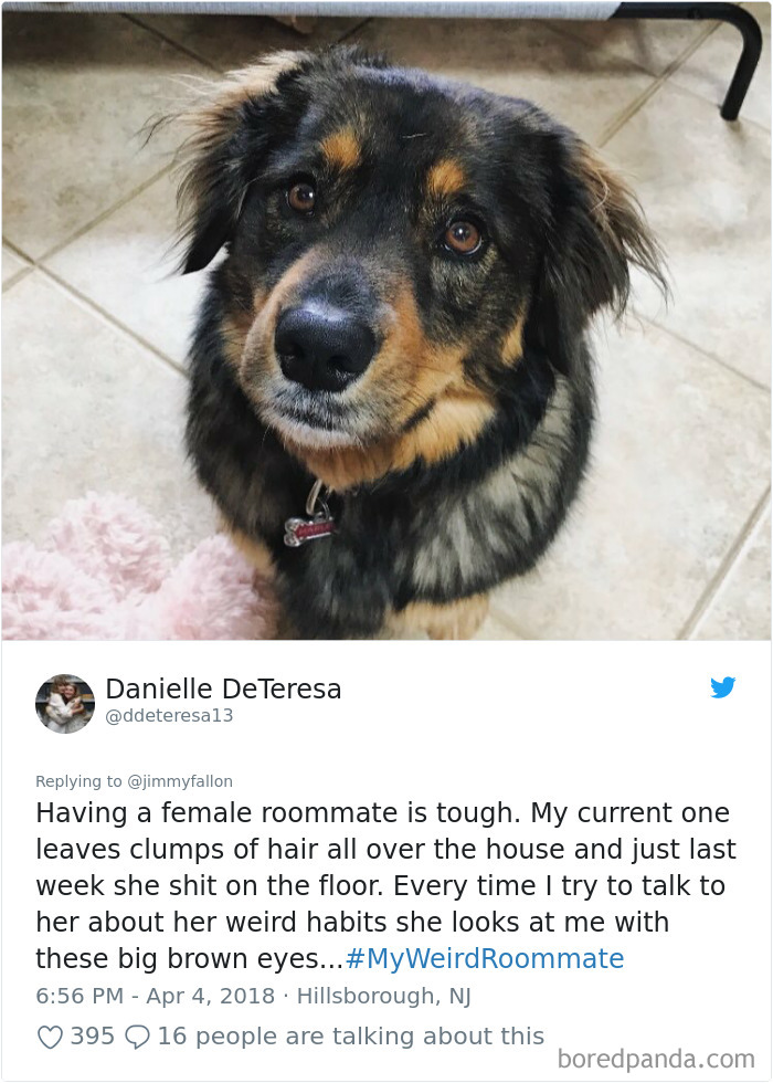 302 Weirdest Roommates That Are Impossible Not To Laugh At&#8230; Or Live With