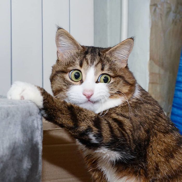 This Cat Is Taking Over The Internet With His Hilarious Facial Expressions Despite His Problem This Cat Is Taking Over The Internet With His Hilarious Facial Expressions Despite His Problem