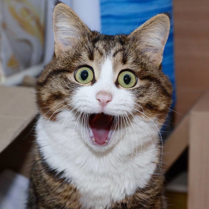 This Cat Is Taking Over The Internet With His Hilarious Facial Expressions Despite His Problem This Cat Is Taking Over The Internet With His Hilarious Facial Expressions Despite His Problem