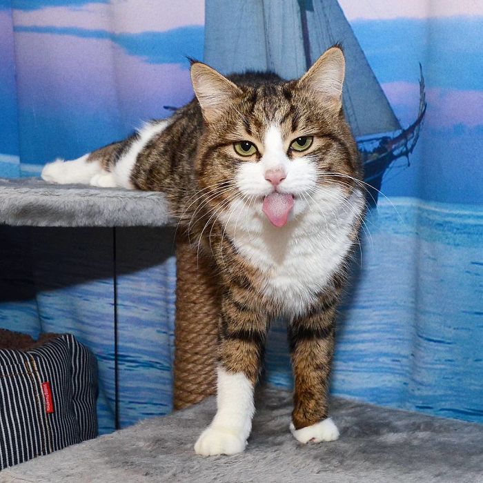 This Cat Is Taking Over The Internet With His Hilarious Facial Expressions Despite His Problem This Cat Is Taking Over The Internet With His Hilarious Facial Expressions Despite His Problem