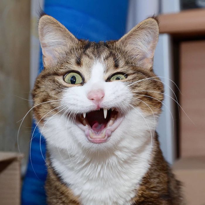 This Cat Is Taking Over The Internet With His Hilarious Facial Expressions Despite His Problem This Cat Is Taking Over The Internet With His Hilarious Facial Expressions Despite His Problem