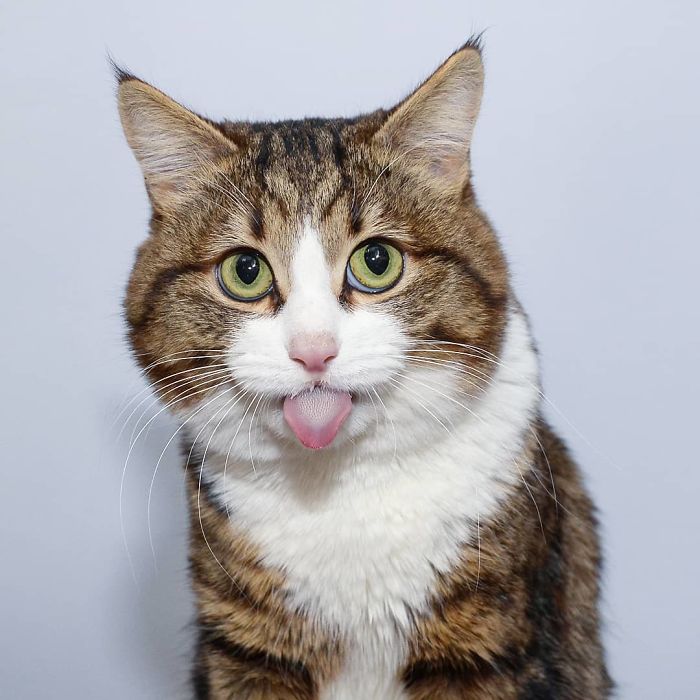 This Cat Is Taking Over The Internet With His Hilarious Facial Expressions Despite His Problem This Cat Is Taking Over The Internet With His Hilarious Facial Expressions Despite His Problem