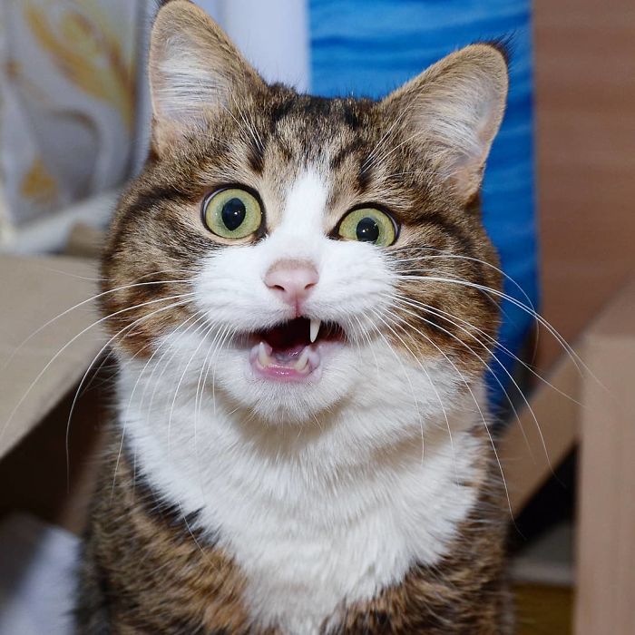 This Cat Is Taking Over The Internet With His Hilarious Facial Expressions Despite His Problem This Cat Is Taking Over The Internet With His Hilarious Facial Expressions Despite His Problem