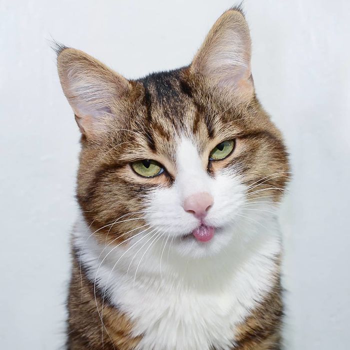 This Cat Is Taking Over The Internet With His Hilarious Facial Expressions Despite His Problem This Cat Is Taking Over The Internet With His Hilarious Facial Expressions Despite His Problem