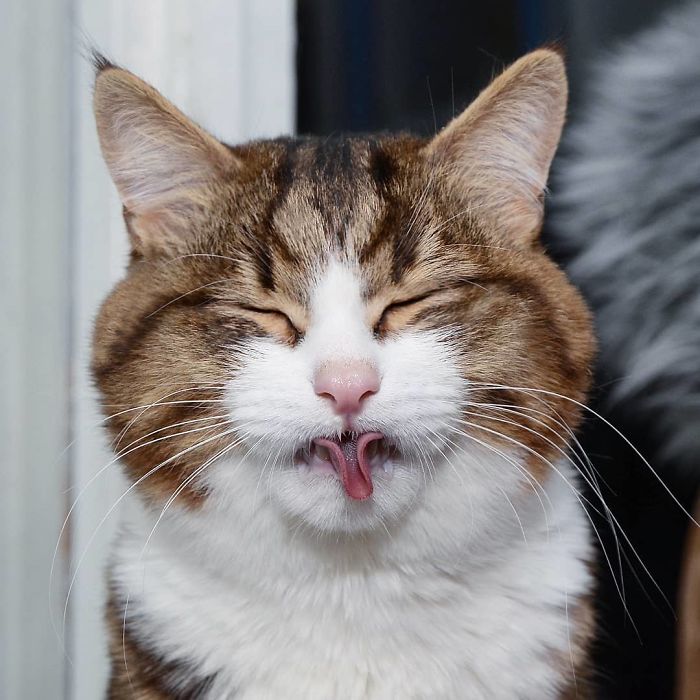 This Cat Is Taking Over The Internet With His Hilarious Facial Expressions Despite His Problem This Cat Is Taking Over The Internet With His Hilarious Facial Expressions Despite His Problem