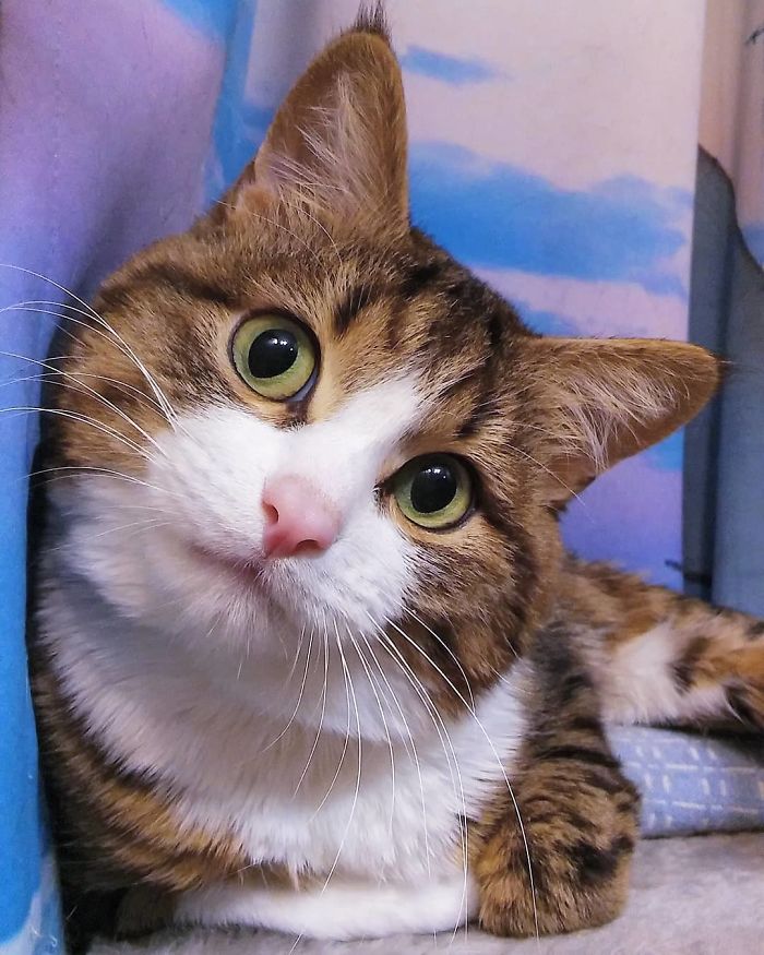 This Cat Is Taking Over The Internet With His Hilarious Facial Expressions Despite His Problem This Cat Is Taking Over The Internet With His Hilarious Facial Expressions Despite His Problem