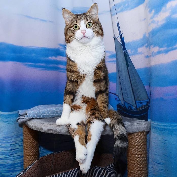This Cat Is Taking Over The Internet With His Hilarious Facial Expressions Despite His Problem This Cat Is Taking Over The Internet With His Hilarious Facial Expressions Despite His Problem