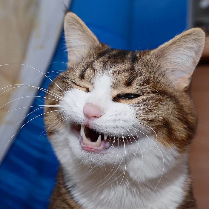 This Cat Is Taking Over The Internet With His Hilarious Facial Expressions Despite His Problem This Cat Is Taking Over The Internet With His Hilarious Facial Expressions Despite His Problem