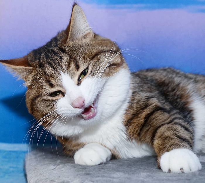 This Cat Is Taking Over The Internet With His Hilarious Facial Expressions Despite His Problem This Cat Is Taking Over The Internet With His Hilarious Facial Expressions Despite His Problem