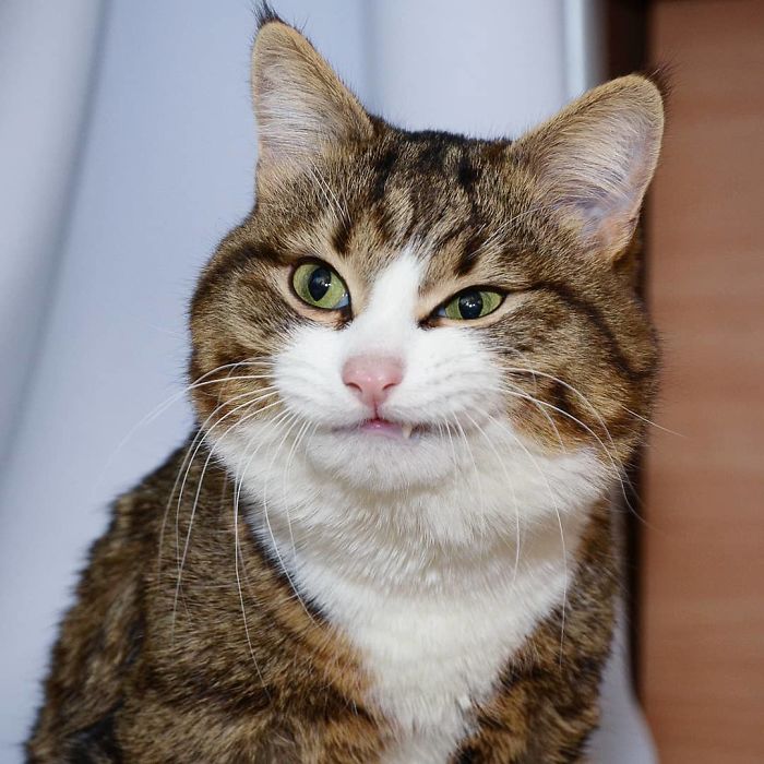This Cat Is Taking Over The Internet With His Hilarious Facial Expressions Despite His Problem This Cat Is Taking Over The Internet With His Hilarious Facial Expressions Despite His Problem