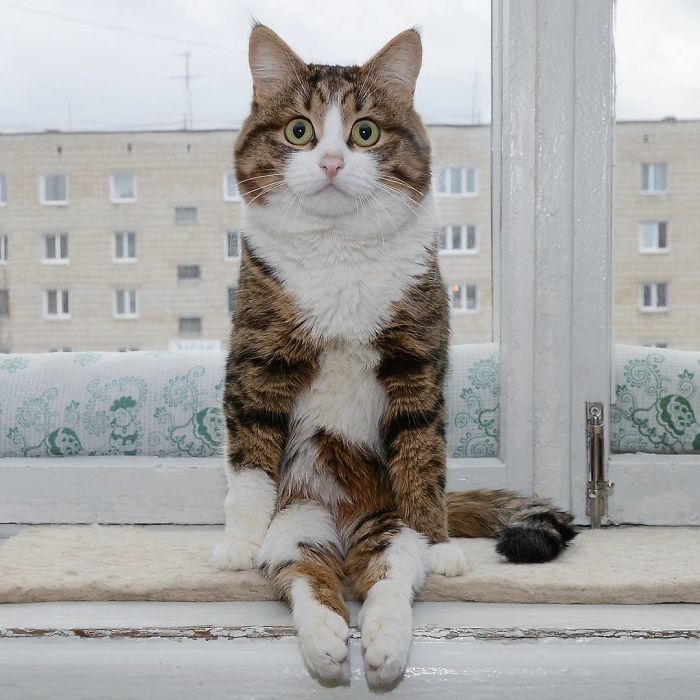 This Cat Is Taking Over The Internet With His Hilarious Facial Expressions Despite His Problem This Cat Is Taking Over The Internet With His Hilarious Facial Expressions Despite His Problem