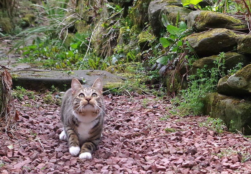 Edmund The Jumping Kitty Goes Outside For The First Time