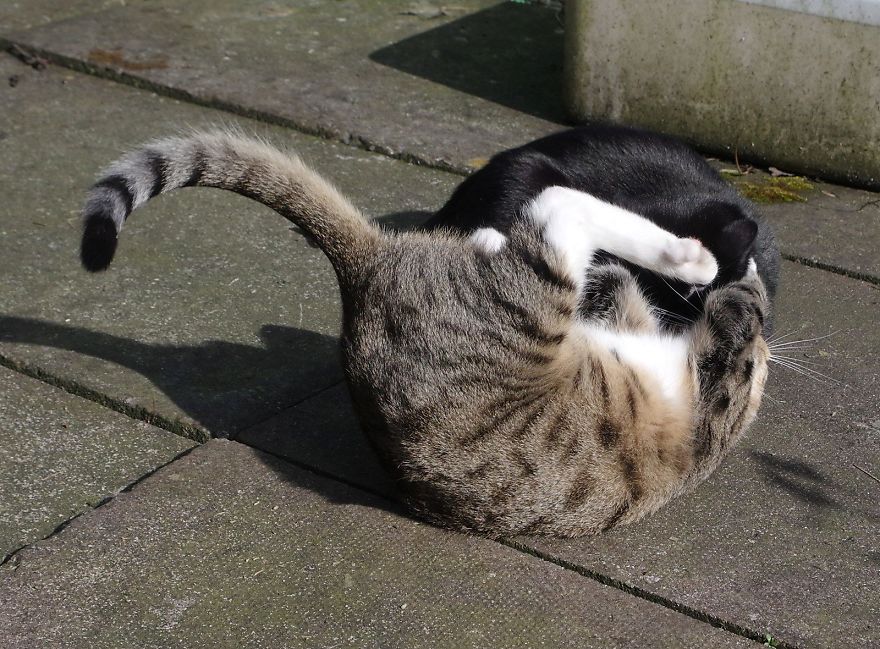 Edmund The Jumping Kitty Goes Outside For The First Time