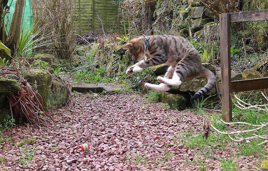 Edmund The Jumping Kitty Goes Outside For The First Time