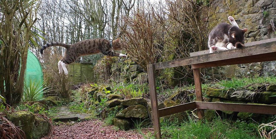 Edmund The Jumping Kitty Goes Outside For The First Time