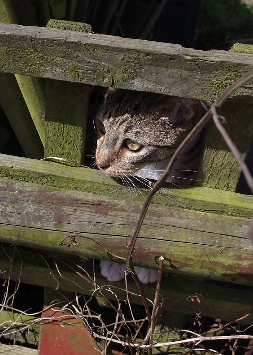 Edmund The Jumping Kitty Goes Outside For The First Time