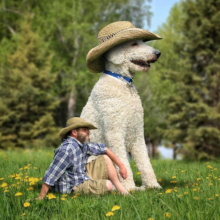 Photographer Creates Amusing PS Manipulations Featuring His Giant Dog Photographer Creates Amusing PS Manipulations Featuring His Giant Dog