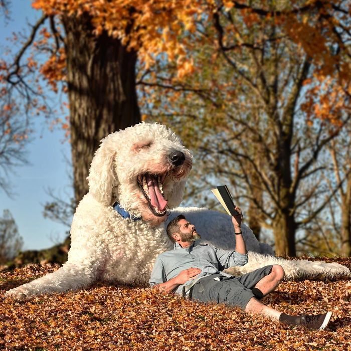 Photographer Creates Amusing PS Manipulations Featuring His Giant Dog Photographer Creates Amusing PS Manipulations Featuring His Giant Dog