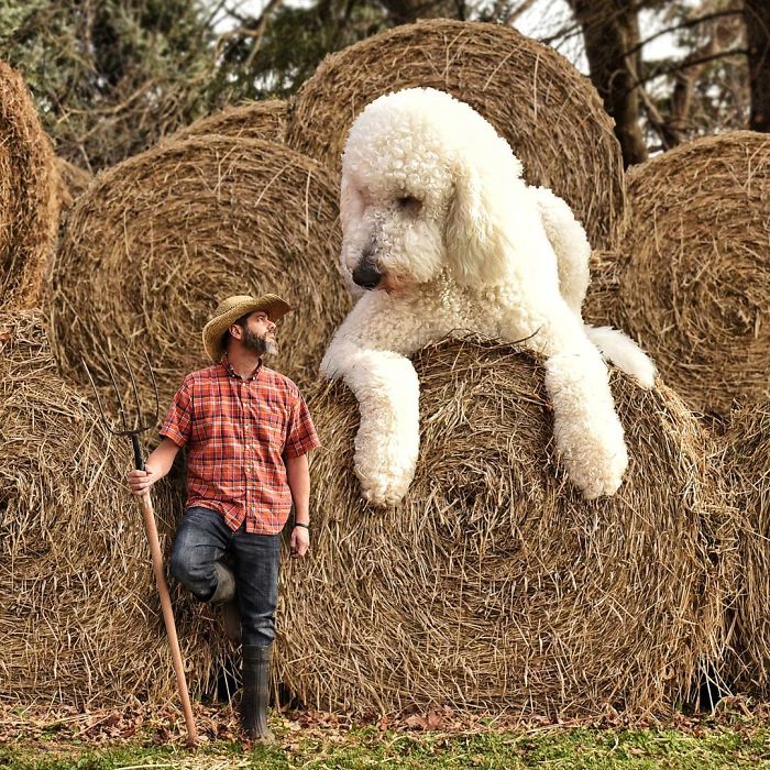 Photographer Creates Amusing PS Manipulations Featuring His Giant Dog Photographer Creates Amusing PS Manipulations Featuring His Giant Dog