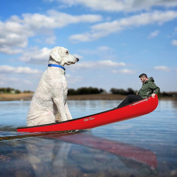 Photographer Creates Amusing PS Manipulations Featuring His Giant Dog Photographer Creates Amusing PS Manipulations Featuring His Giant Dog