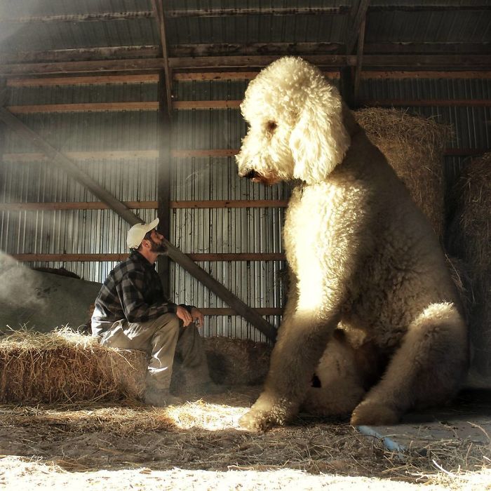 Photographer Creates Amusing PS Manipulations Featuring His Giant Dog Photographer Creates Amusing PS Manipulations Featuring His Giant Dog