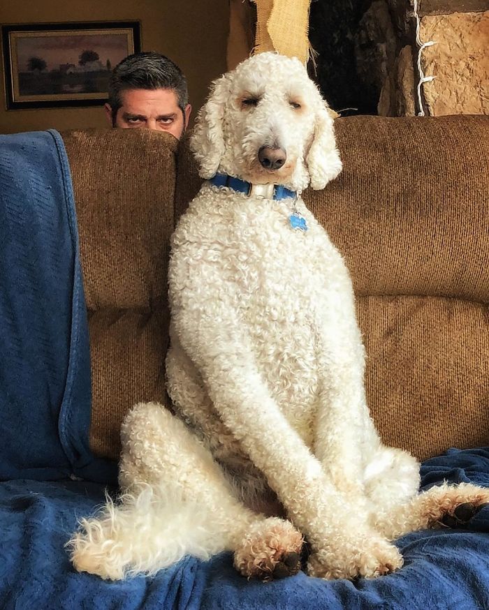 Photographer Creates Amusing PS Manipulations Featuring His Giant Dog Photographer Creates Amusing PS Manipulations Featuring His Giant Dog