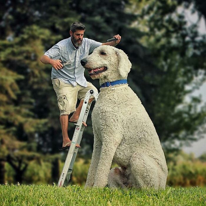 Photographer Creates Amusing PS Manipulations Featuring His Giant Dog Photographer Creates Amusing PS Manipulations Featuring His Giant Dog
