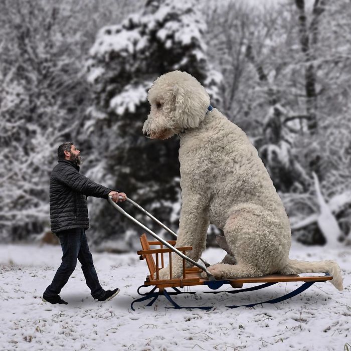 Photographer Creates Amusing PS Manipulations Featuring His Giant Dog Photographer Creates Amusing PS Manipulations Featuring His Giant Dog
