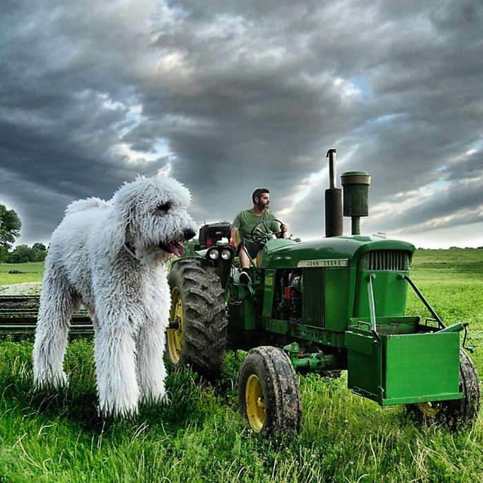 Photographer Creates Amusing PS Manipulations Featuring His Giant Dog Photographer Creates Amusing PS Manipulations Featuring His Giant Dog