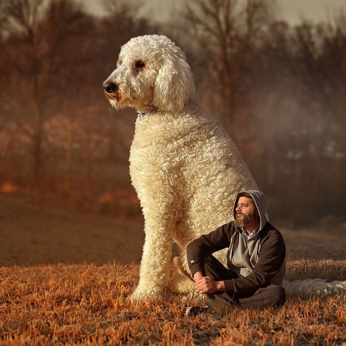 Photographer Creates Amusing PS Manipulations Featuring His Giant Dog Photographer Creates Amusing PS Manipulations Featuring His Giant Dog