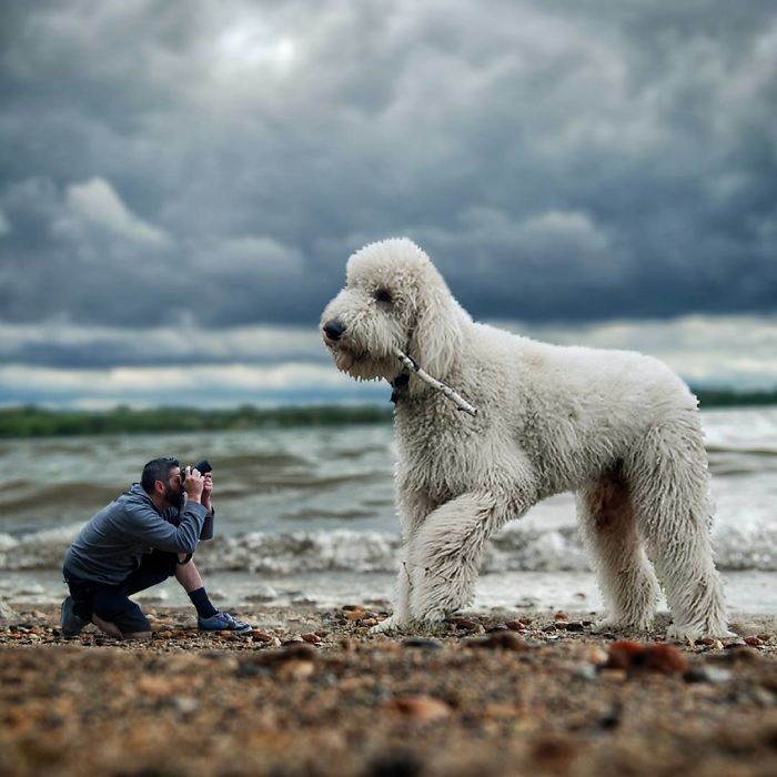 Photographer Creates Amusing PS Manipulations Featuring His Giant Dog Photographer Creates Amusing PS Manipulations Featuring His Giant Dog