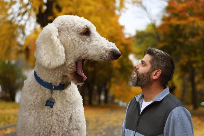 Photographer Creates Amusing PS Manipulations Featuring His Giant Dog Photographer Creates Amusing PS Manipulations Featuring His Giant Dog