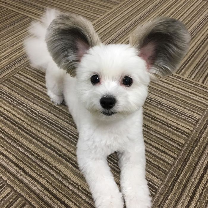 The Internet Is Obsessed With This Puppy With Mickey Mouse Ears, And Her Photos Will Make Your Day The Internet Is Obsessed With This Puppy With Mickey Mouse Ears, And Her Photos Will Make Your Day