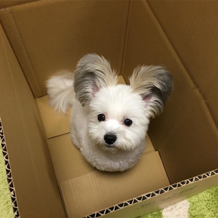 The Internet Is Obsessed With This Puppy With Mickey Mouse Ears, And Her Photos Will Make Your Day The Internet Is Obsessed With This Puppy With Mickey Mouse Ears, And Her Photos Will Make Your Day