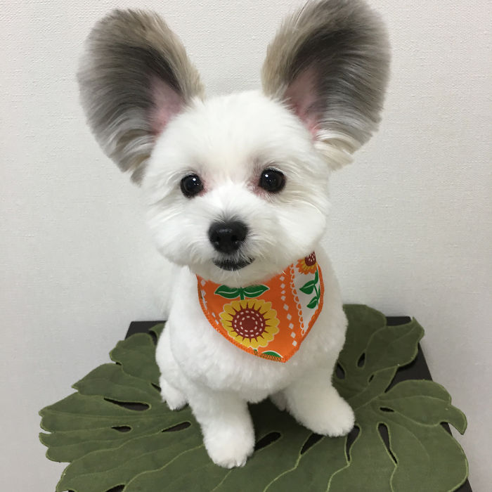 The Internet Is Obsessed With This Puppy With Mickey Mouse Ears, And Her Photos Will Make Your Day The Internet Is Obsessed With This Puppy With Mickey Mouse Ears, And Her Photos Will Make Your Day